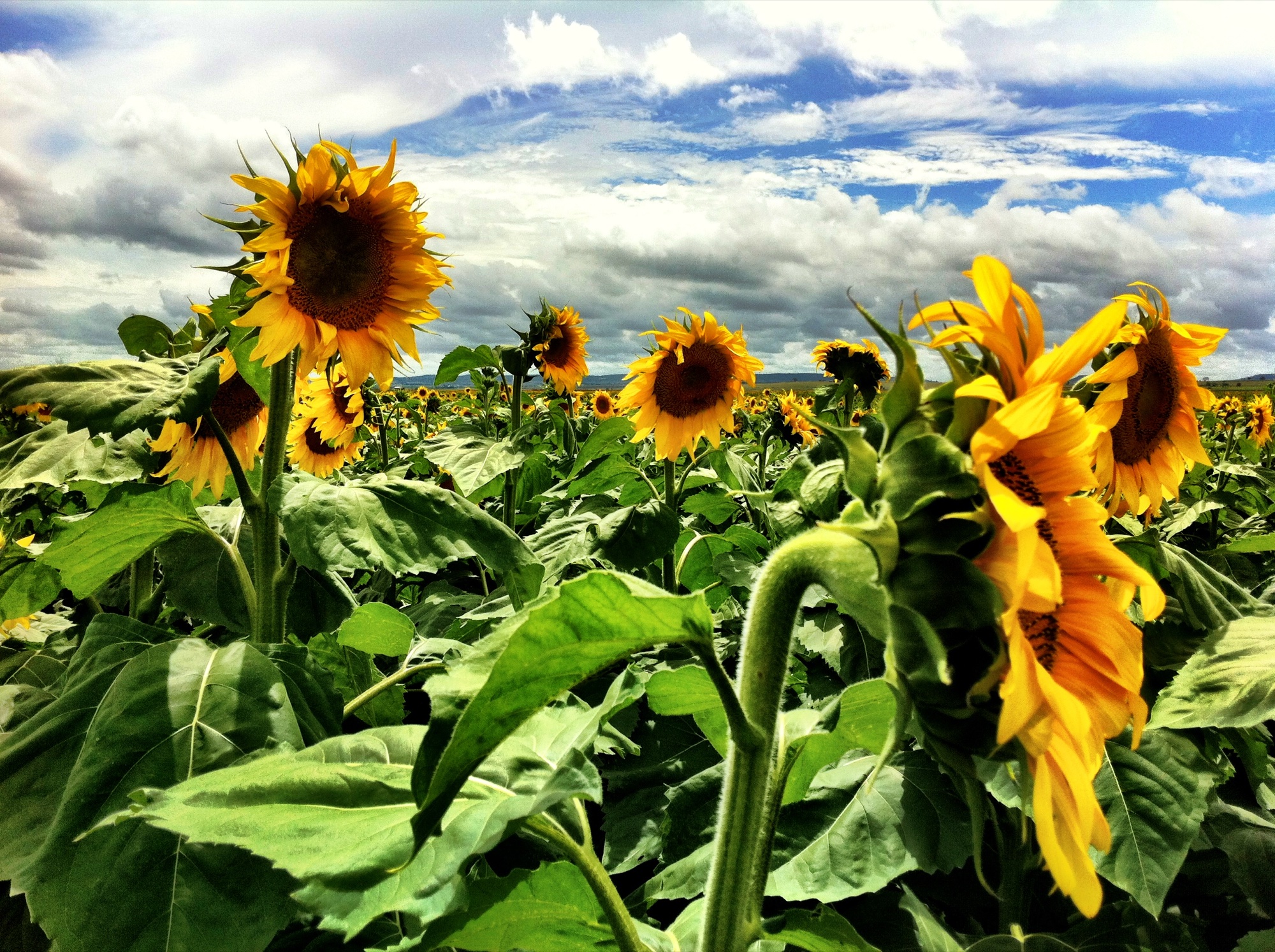 Sunflower photograph 8 of 19